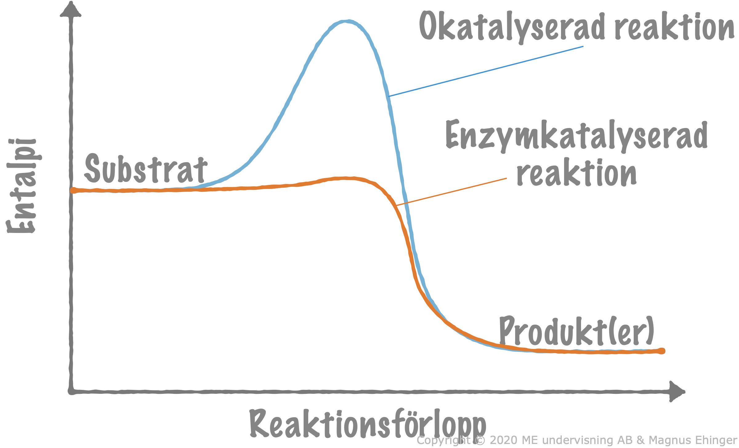 Närvaro av ett enzym sänker aktiveringsenergin för en reaktion.