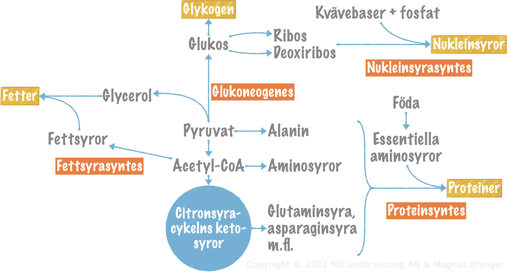 Översikt över de anabola reaktionerna.