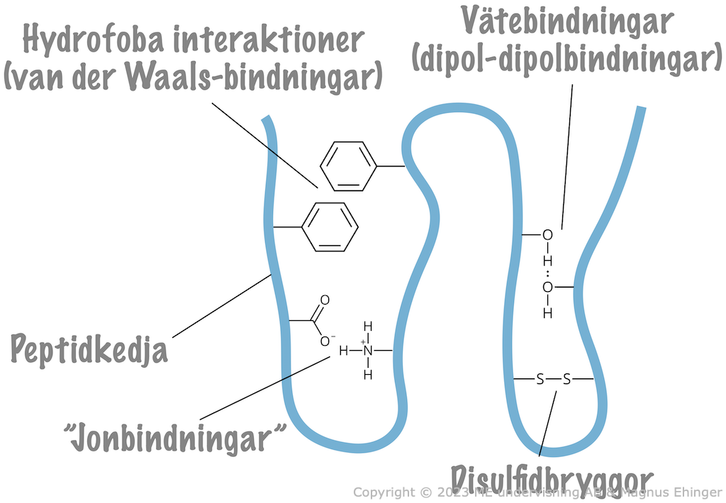 Proteiner hålls samman med intermolekylära krafter.