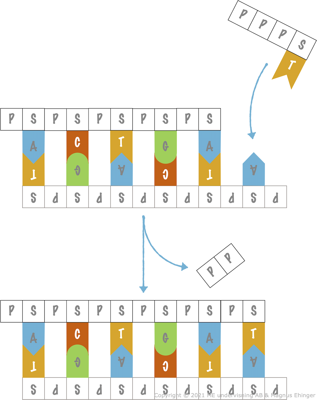 Replikation (DNA-syntes).