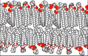 Lipid bilayer section