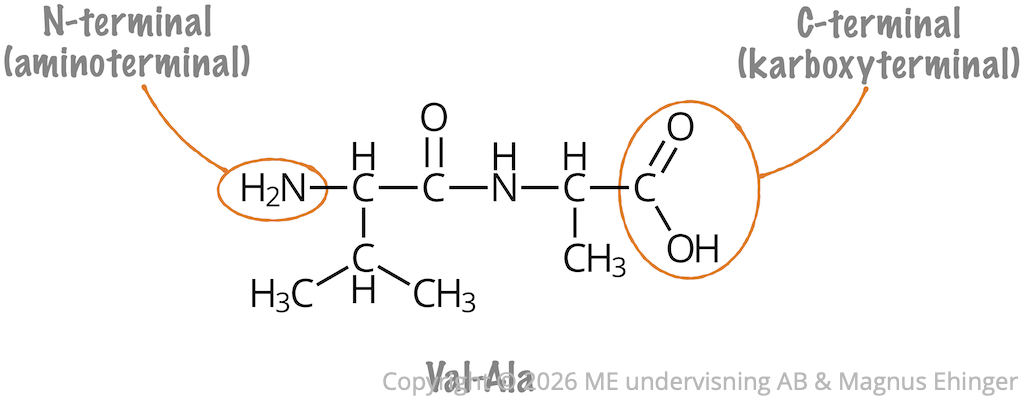 I dipeptiden Val-Ala sitter valin vid N-terminalen och alanin vid C-terminalen.