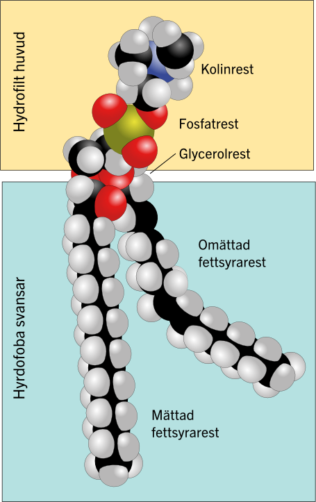 Modell av en fosfolipid.