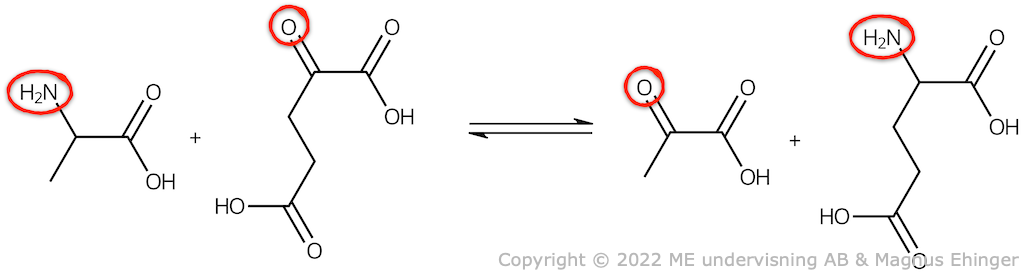 Exempel på en transaminering: Alanin + α-ketoglutarsyra ⇌ pyrodruvsyra + glutaminsyra.