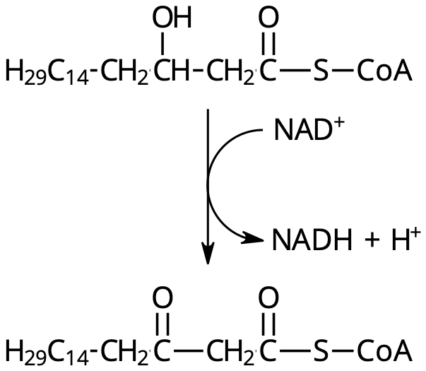 Oxidation av β-kolet.