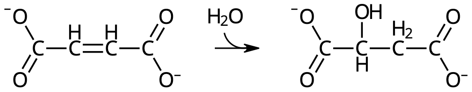 Fumarat + H₂O → malat