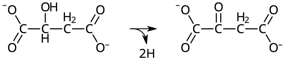 Malat → oxalacetat + 2H