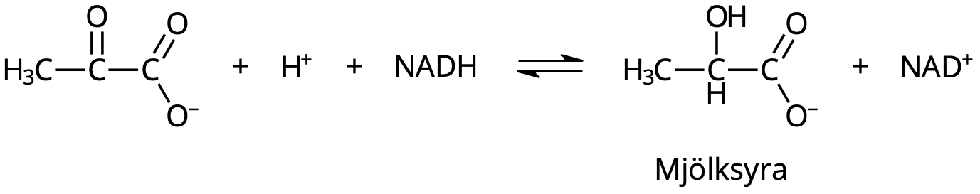 Mjölksyrajäsning.
