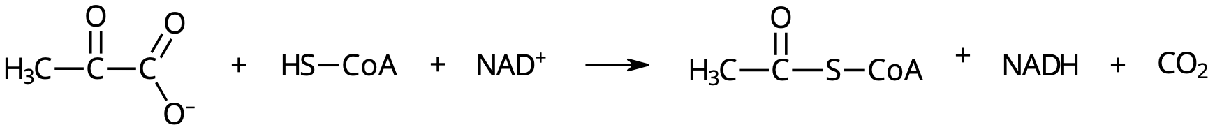 Oxidation av pyruvat.
