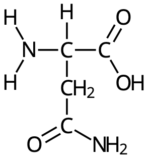 Asparagin (Asn, N)