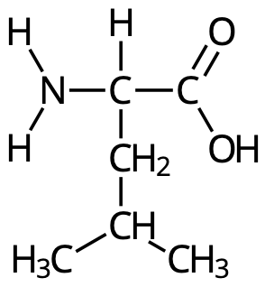 Leucin (Leu, L)