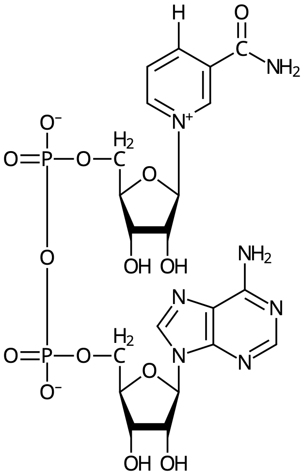 NAD⁺
