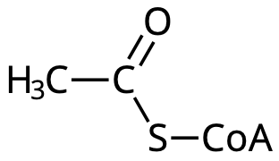Acetyl-CoA.