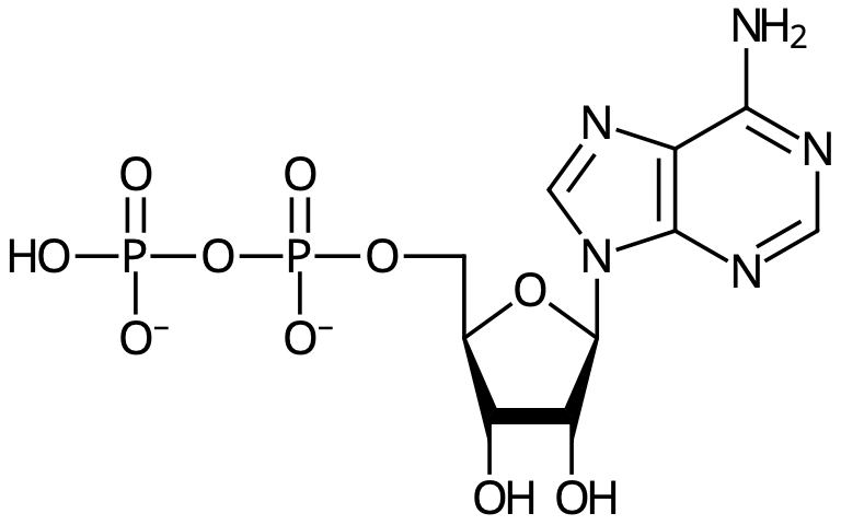 ADP.