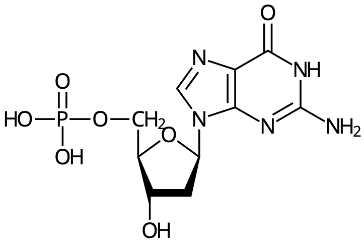 dGMP