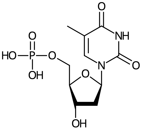 dTMP