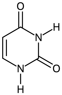 Uracil.