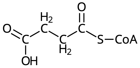 Succinyl-CoA.