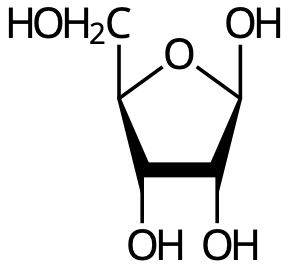 β-D-ribofuranos.